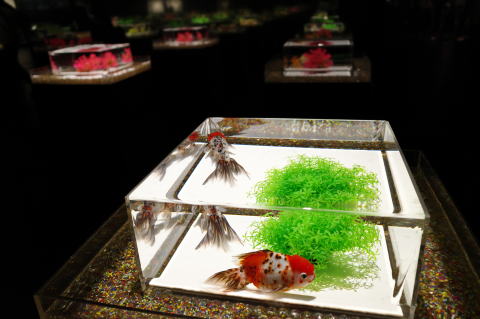 アートアクアリウム美術館 GINZA金魚